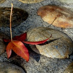 Serendipity—autumn's leaf fairy